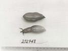 Click for 1 image(s) for this accession. FRUIT